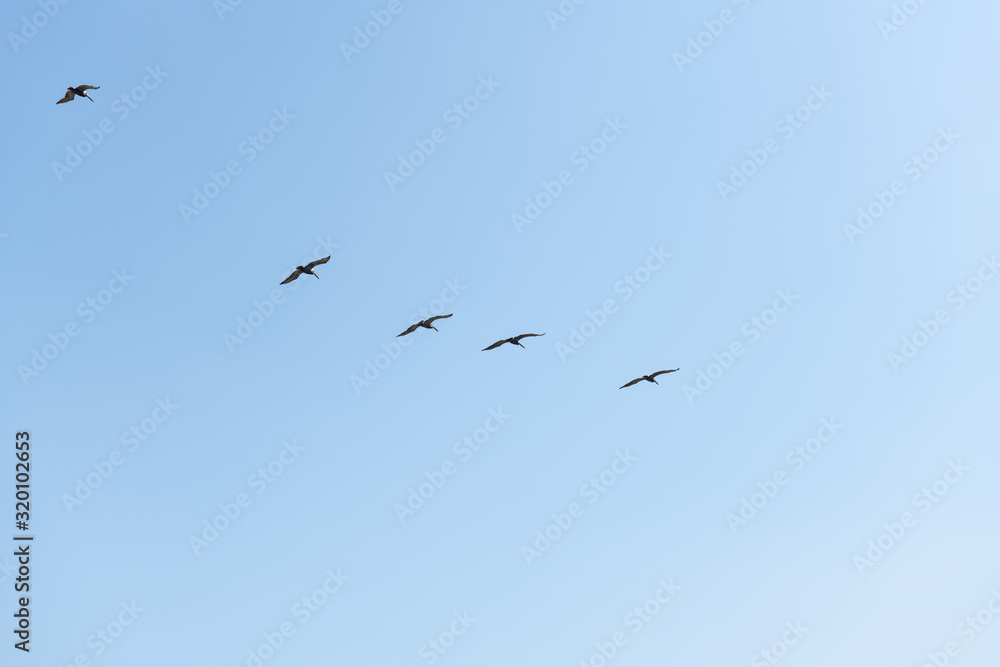 Brown Pelican flight in straight line formation, view from below over blue sky.