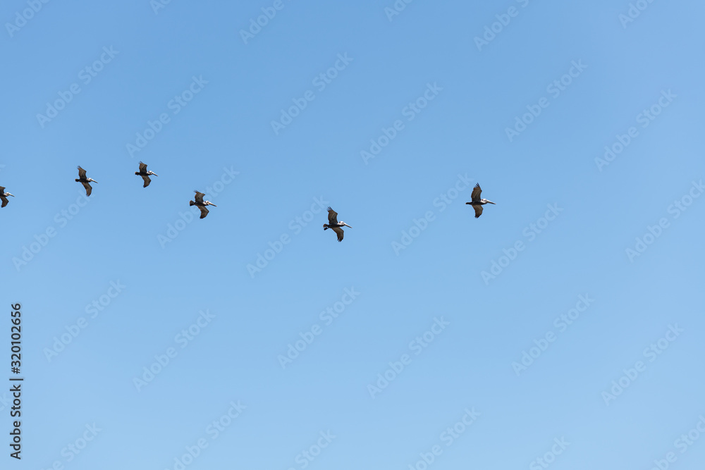 Brown Pelican flight in straight line formation, view from below over blue sky.
