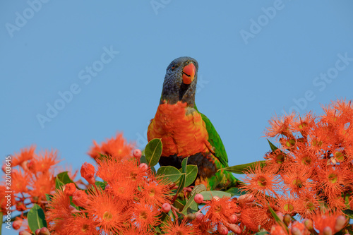 A beautiful Rainbow Lorikeet in a Flowering Gum