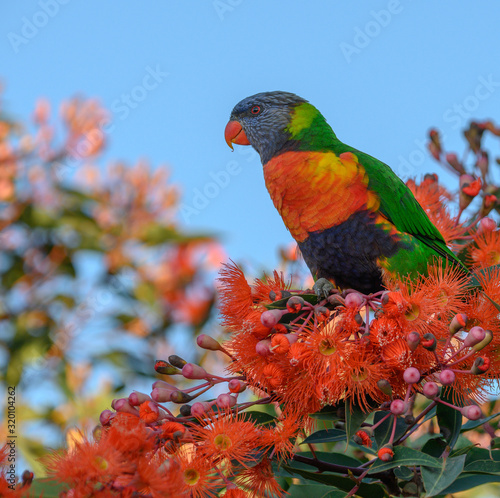A beautiful Rainbow Lorikeet in a Flowering Gum