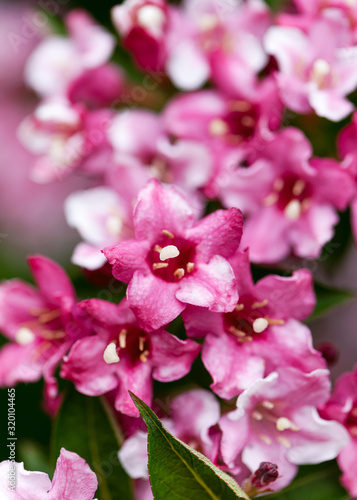 Beautiful pink and white flowers of Weigela japonica in spring garden. Selective soft focus.