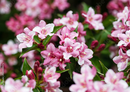 Bright fresh pink and white weigela japonica flowers and buds with green leaves in the garden. Selective focus.