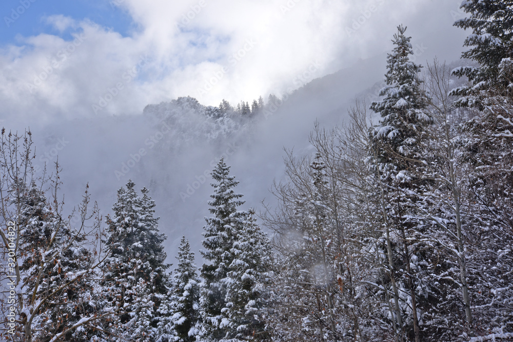 Snow covered trees with clouds and fog - Lone Peak Wilderness, Utah