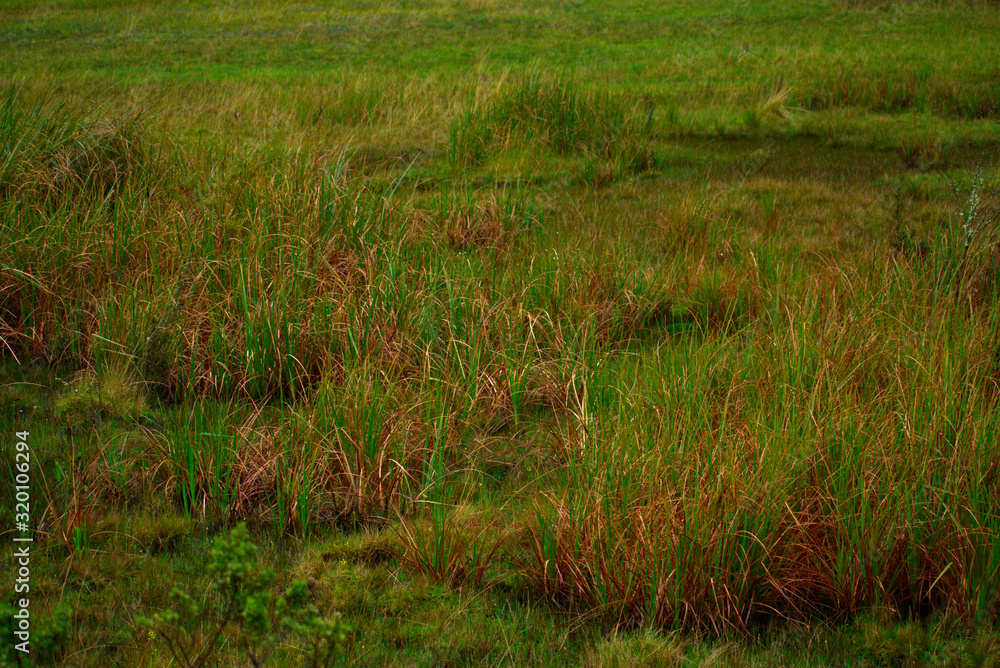 Landscape of a green area with ichu grass in Huascarán National Park Landscape of a green area with ichu grass in Huascarán National Park