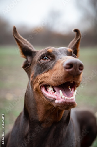 portrait of a black and brown doberman with a cheerful smile and white teeth