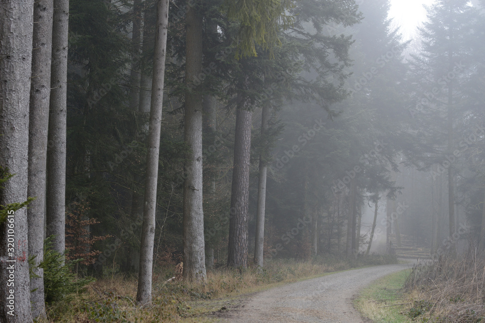 Obraz premium ambiance brumeuse