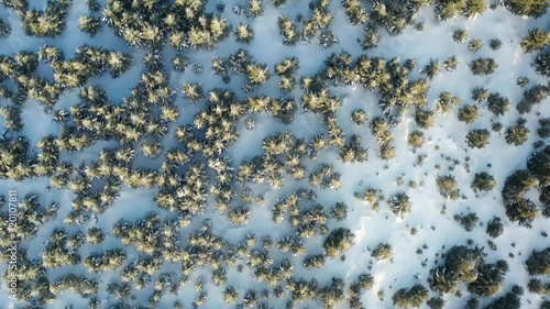 Aerial top down view of a forest in winter. 4K High resolution drone shot flying over tree tops