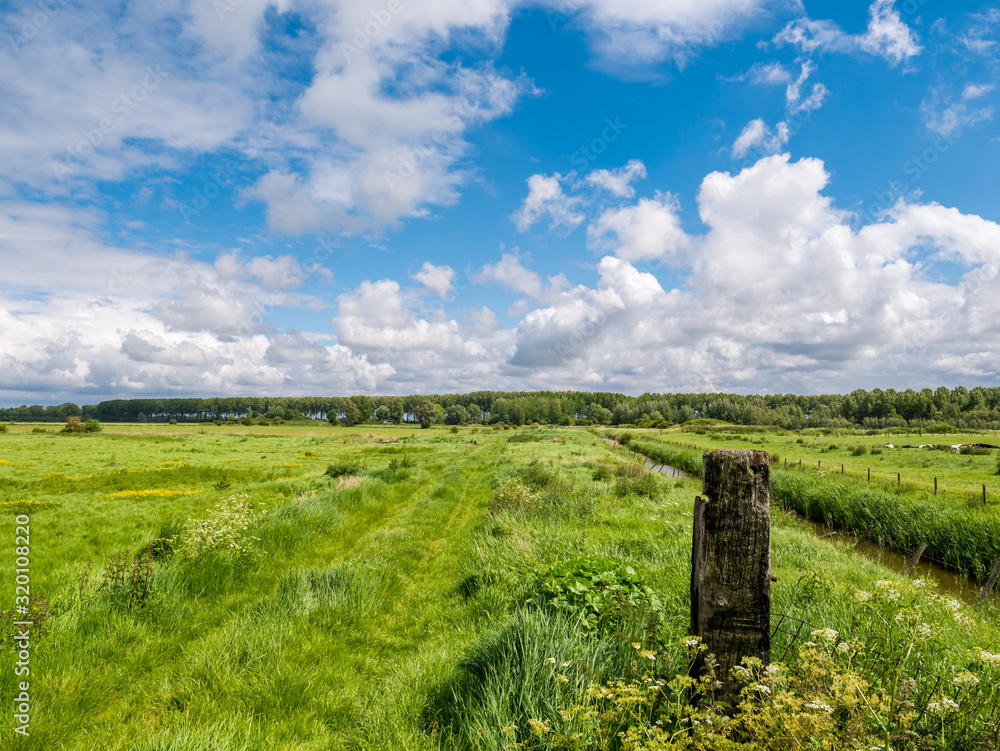 Landscape with green fields in polder near Damme in West Flanders, Belgium