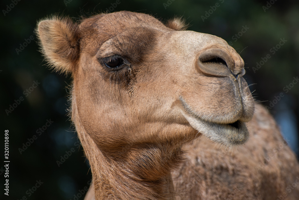 Obraz premium Kamel