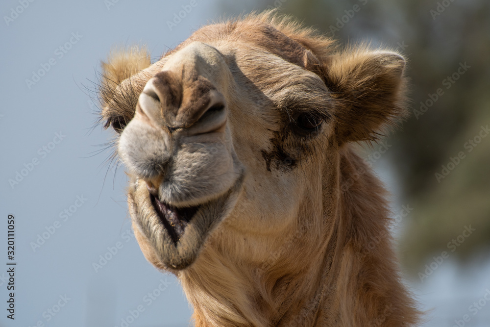 Fototapeta premium Kamel