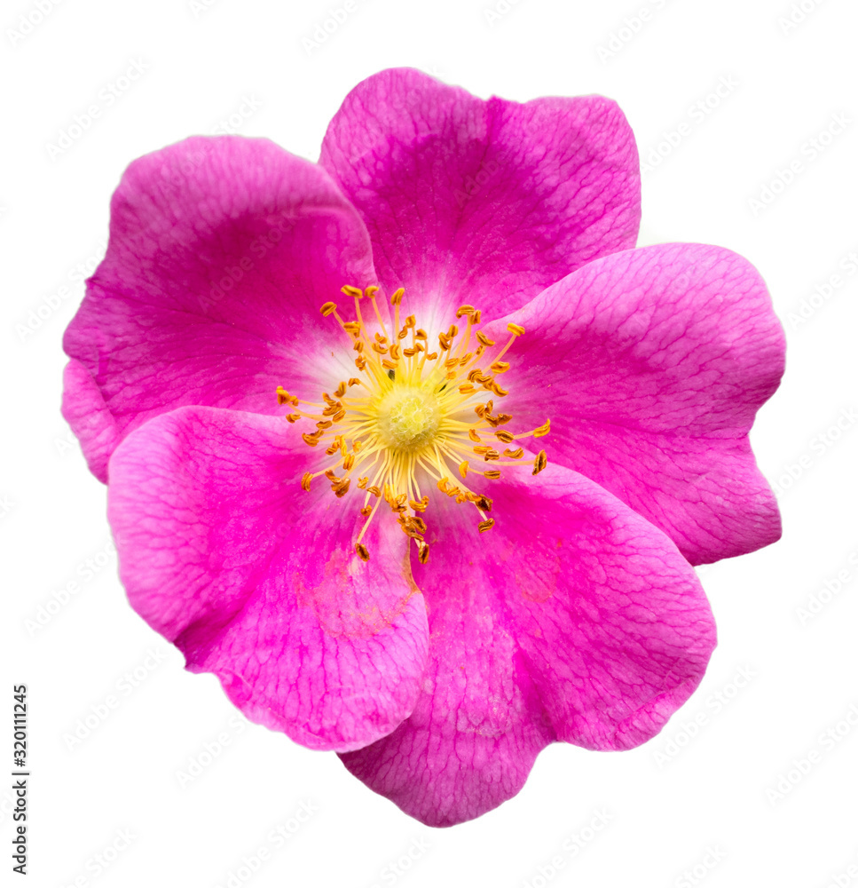 Pink rose hips on a white isolated background_ Pink rose hips on a white isolated background_