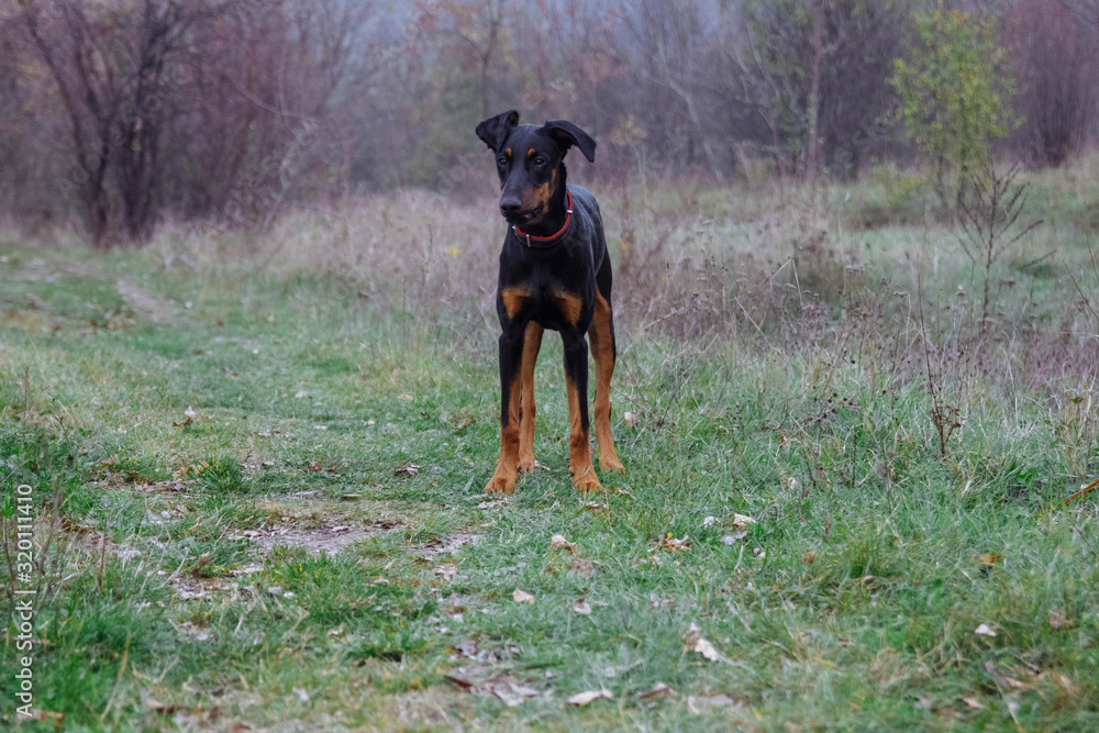 A young dog a Doberman puppy is standing in a field on green grass with a collar and no leash with free space for text