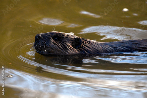 American Beaver in a Pond