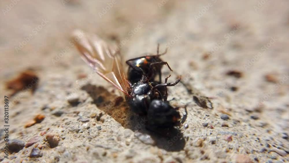 A black hornet is on its back moving around in circles. The hornet is moving around in dirt. A black hornet is on its back moving around in circles. The hornet is moving around in dirt.