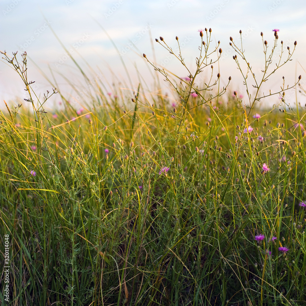 Dune grass and wildflowers Dune grass and wildflowers