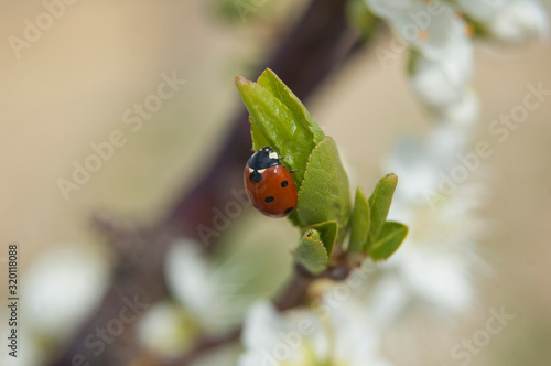 coccinella su germoglio