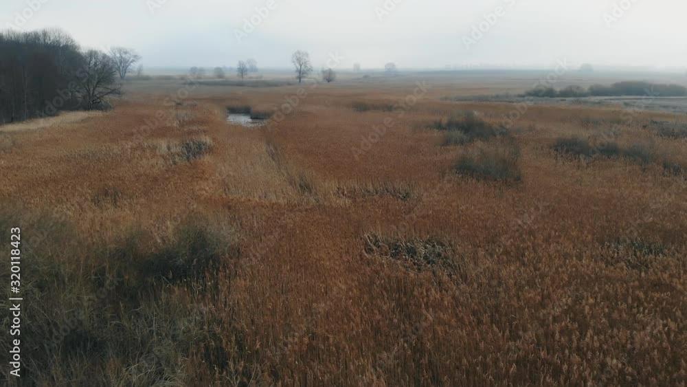 Videography from a drone of a wild swamp during the warm winter. Videography from a drone of a wild swamp during the warm winter.