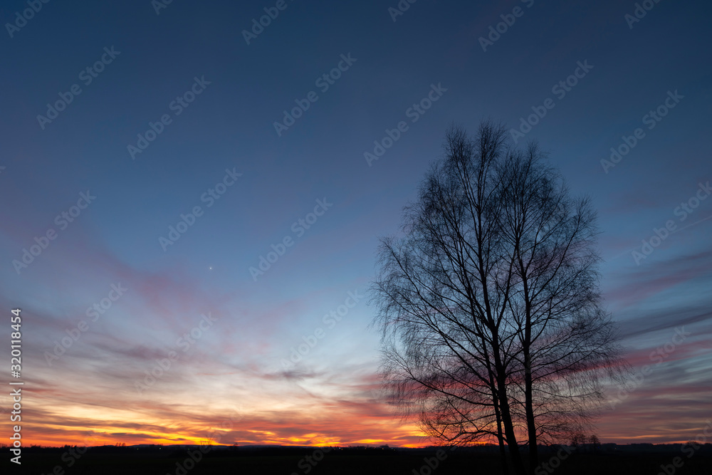 Trees without leaves on the background of colorful clouds after sunset, Zarzecze, Poland Trees without leaves on the background of colorful clouds after sunset, Zarzecze, Poland