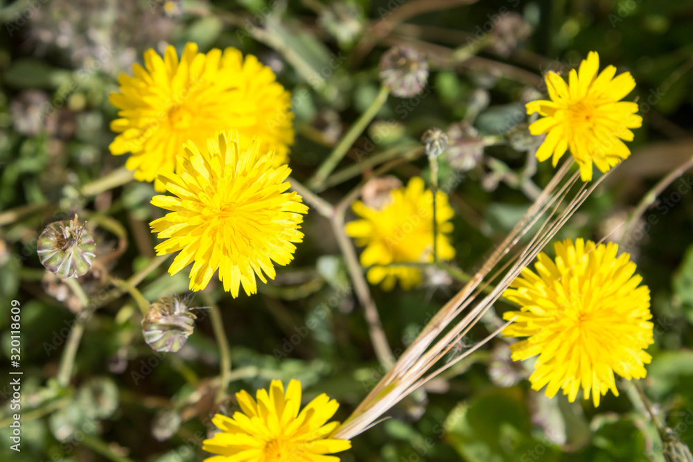 Yellow dandelions in the wild field Yellow dandelions in the wild field