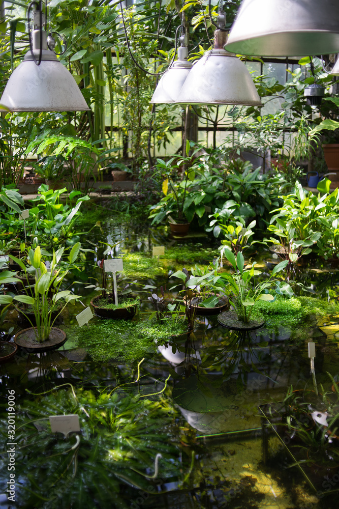Naklejka premium Plants in a botanical garden. Tropical and subtropical climate flowers