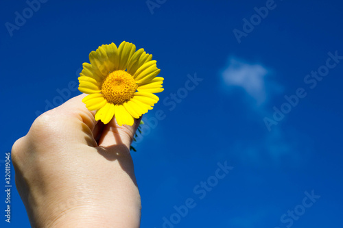 female hand with yellow wild flowers, blue sky