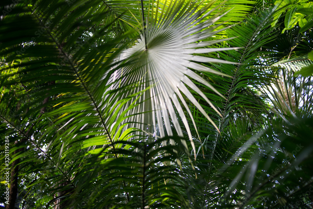 Plants in a botanical garden. Tropical and subtropical climate flowers Plants in a botanical garden. Tropical and subtropical climate flowers
