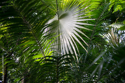 Plants in a botanical garden. Tropical and subtropical climate flowers