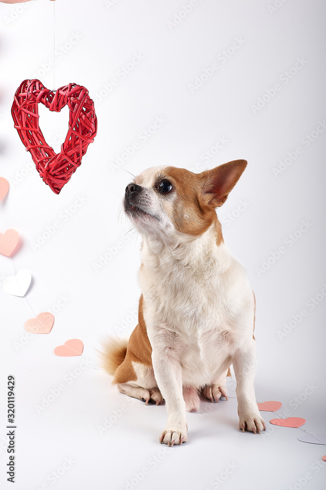 red-haired chihuahua dog with white, on a white background next to the decoration of hearts