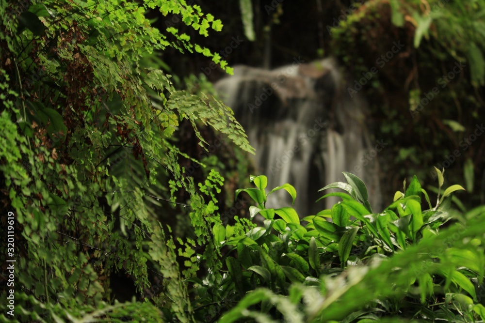 Fototapeta premium waterfall in the forest