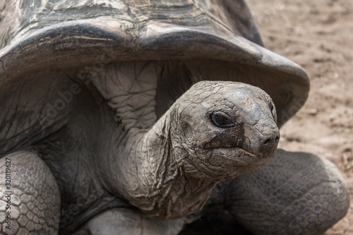 Old Giant Tortoise - Adabrachelys Gigantea, Giant turtle od La digue, Seychelles at Domaine de l'Union. 