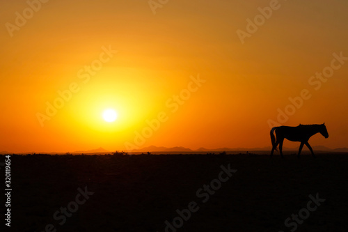 Horse Sunset in Aus - Namibia