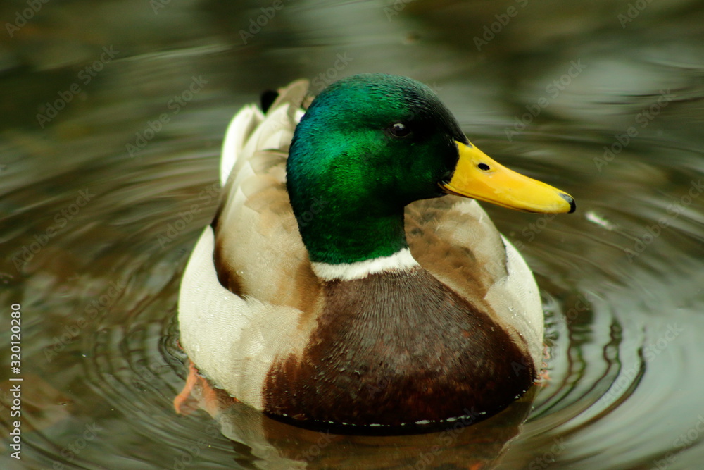 Obraz premium Pato silvestre, 