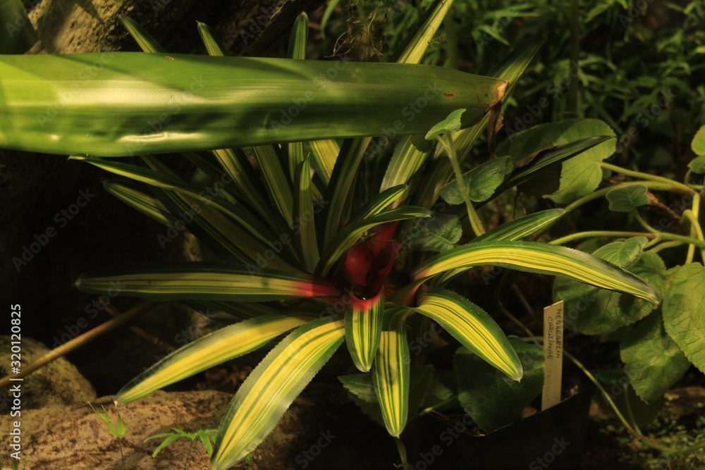 Obraz premium green plant