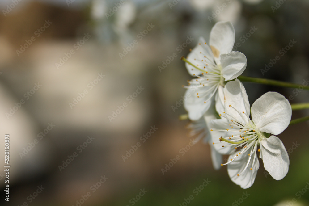 spring tree is wakig up spring tree is wakig up