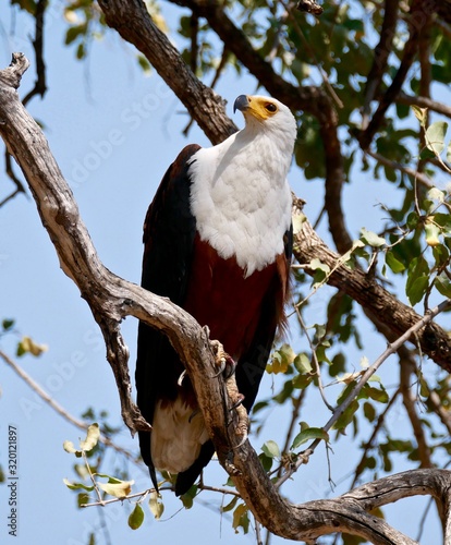 African Fish Eagle in South Luangwa National Park - Zambia