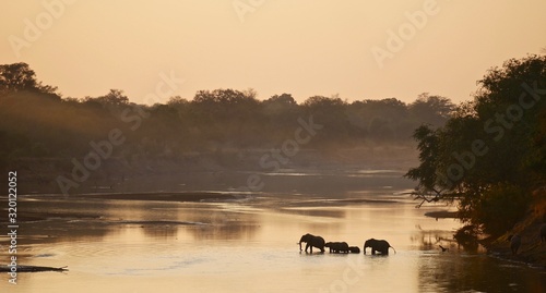 Canvas Print Elephants in South Luangwa National Park - Zambia
