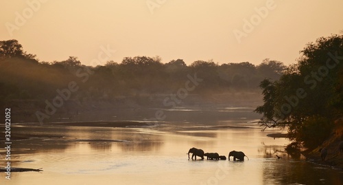 Elephants in South Luangwa National Park - Zambia photo