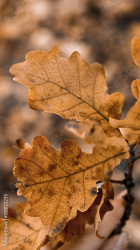 yellow fallen oak leaves