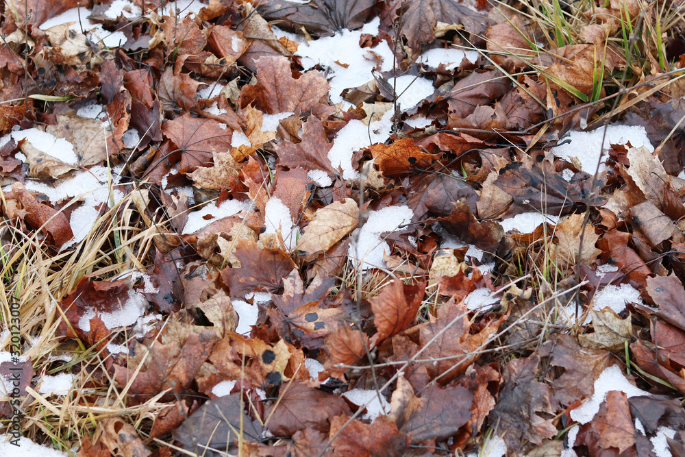 yellow-orange dry leaves on the ground in the snow yellow-orange dry leaves on the ground in the snow