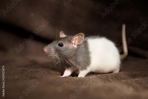 Młody szczur na brązowym tle