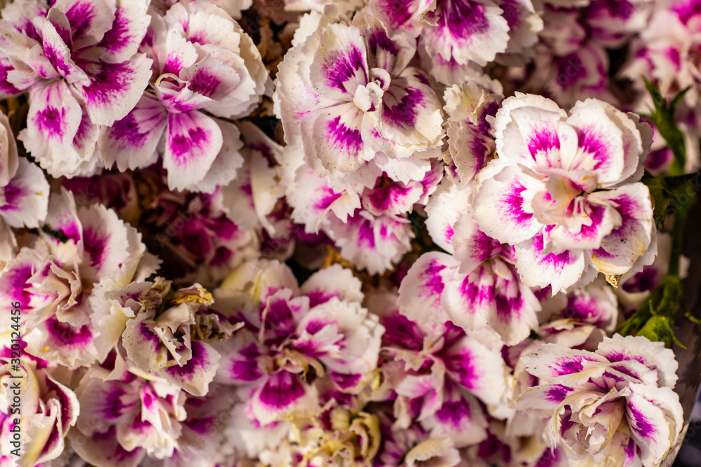 Fototapeta premium flores sweet william