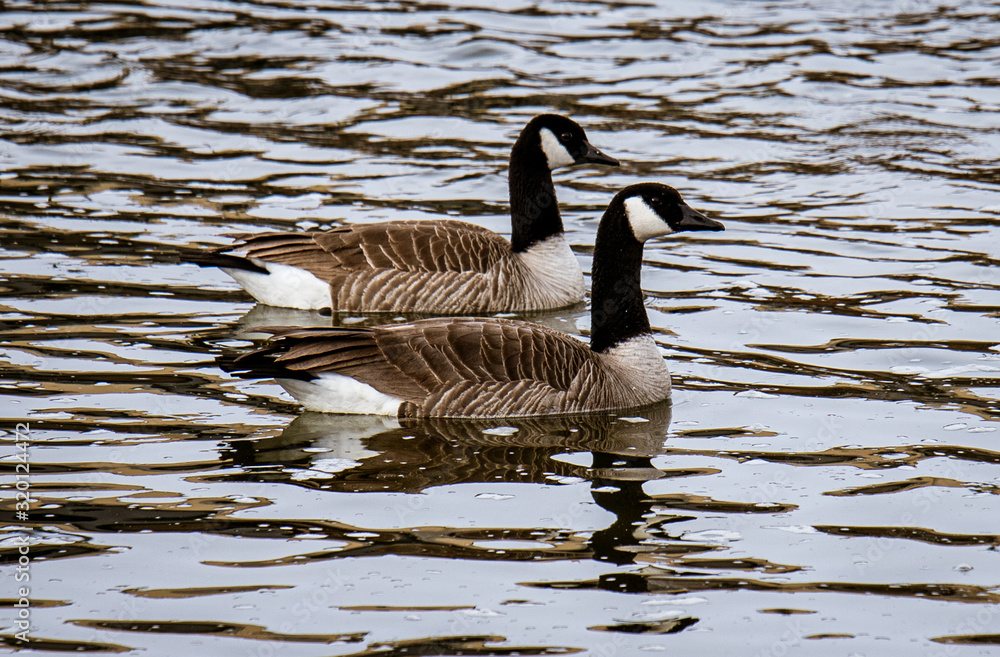 Fototapeta premium canadian goose on water