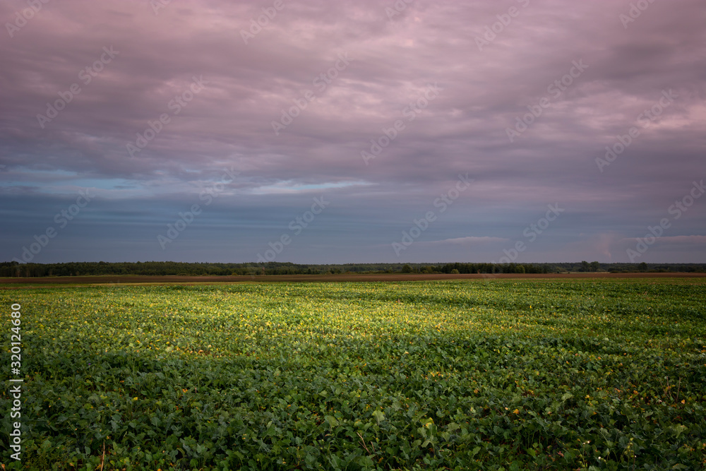 Huge beetroot field, evening colorful clouds on the sky, Zarzecze, Polska