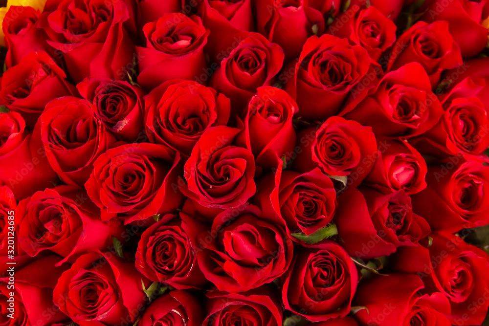 bouquet de rosas rojas Photos | Adobe Stock