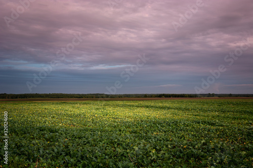 Huge beetroot field, evening colorful clouds on the sky, Zarzecze, Polska