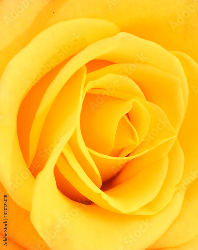 Close-up photo of yellow rose flower