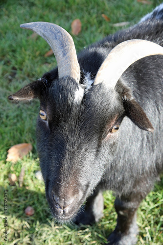 portrait of a goat with eye contact
