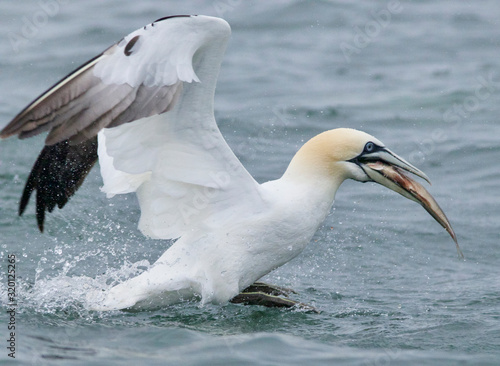 Gannet with fish