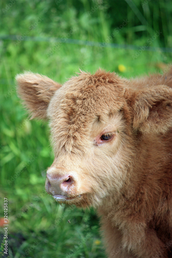 Fototapeta premium Portrait of young yak