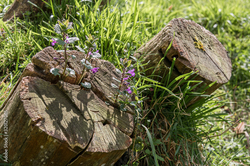 Souches et fleurs photo